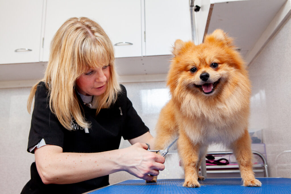 A lady grooming a pomeranian