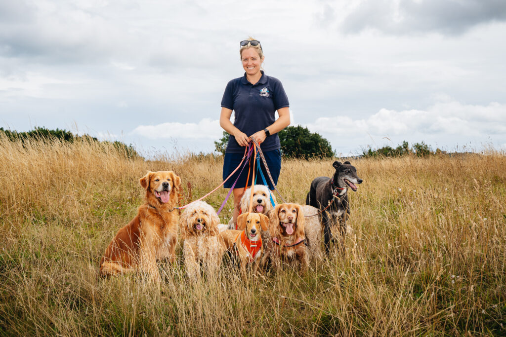A dog walker with lots of dogs in Torquay, Devon