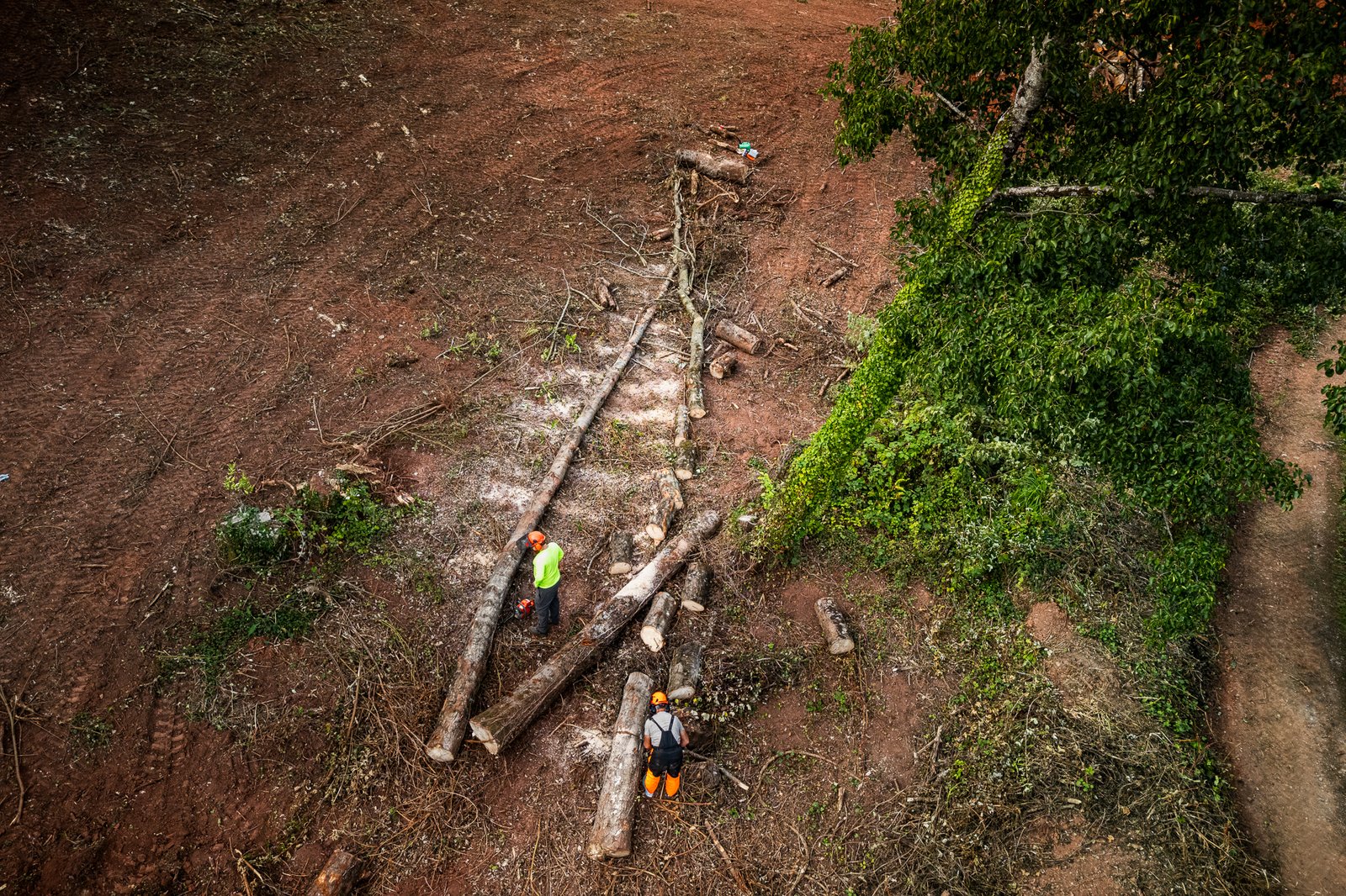 Tree Surgeons in Devon